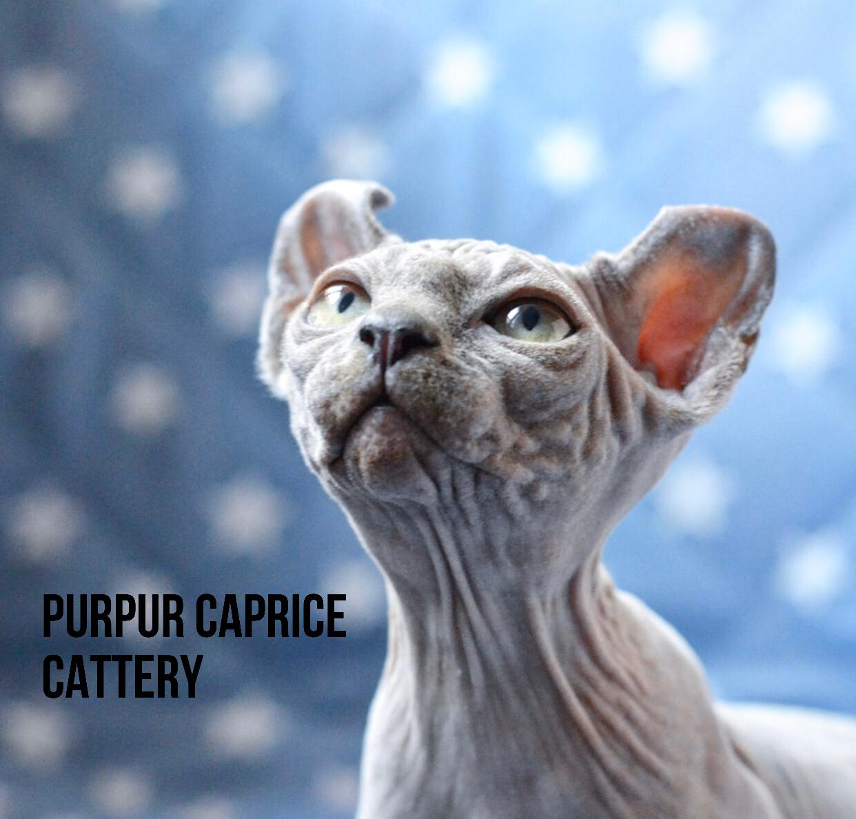 Chanel PurPur Caprice5